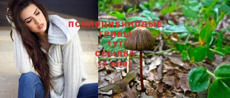 купить наркоту  Чехов  Псилоцибиновые грибы Psilocybine cubensis 